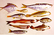 20 Fish Species