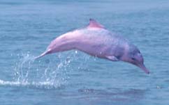 Chinese White Dolphin