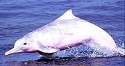 Chinese White Dolphin