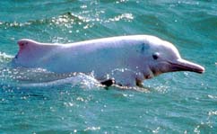 Chinese White Dolphin