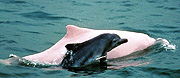 Grey Dolphin
