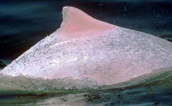 Chinese White Dolphin