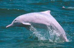 Chinese White Dolphin