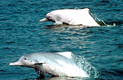 Chinese White Dolphin