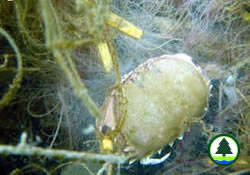 Corals threatened by abandoned nets / garbage