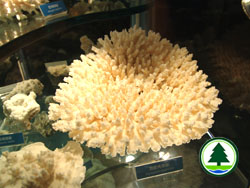 Coral specimens 2