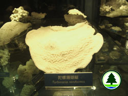 Coral specimens 1