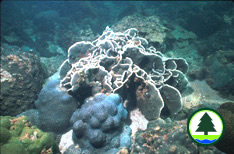Stony Corals at Bluff Island, Sai Kung