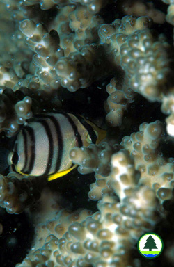 Juvenile Butterfly Fish hide in Coral Acropora sp.
