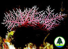 Lace corals