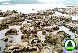 Fringe of Coral Colony at Tung Ping Chau