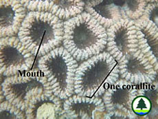 Coral Structure