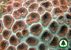 Corals