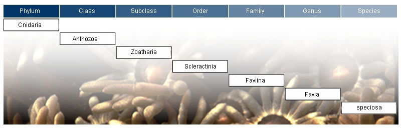 Field Guide Corals Coral Field Guide