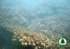 Acropora spp.