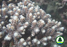 Acropora pruinosa