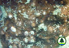 Montipora mollis