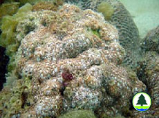 Leptastrea purpurea
