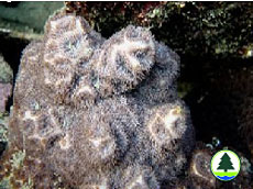 Leptastrea purpurea