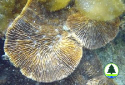 Lithophyllon undulatum