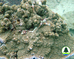 Montipora peltiformis