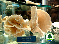 Coral Specimens