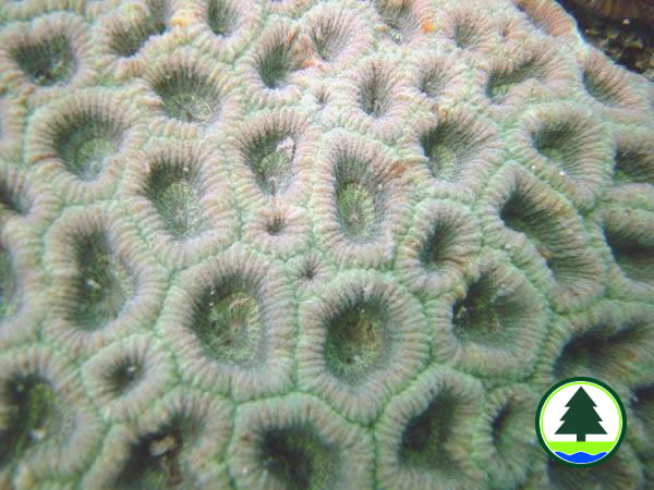 Field Guide Corals Coral Field Guide