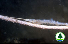 Gorgonian Shrimp, Tozeuma sp. 