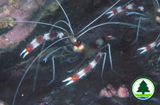 Banded Coral Shrimp 