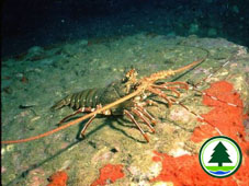 Chinese Spiny Lobster  