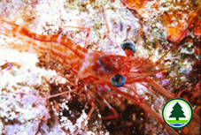 Hingebeak Shrimp 
