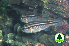 Broadbanded Cardinalfish