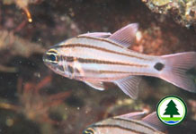 Doederlein's Cardinalfish 