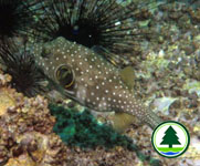 White-spotted Puffer Arothron hispidus