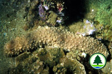 Holothuria impatiens