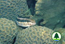 Striped Poison Fangblenny Mimic Petroscirtes 