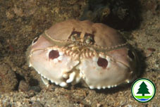 Spotted Box Crab