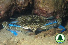 Blue-swimming Crab