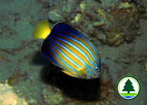 Blue-stripe Angelfish Chaetodontoplus septentrionalis 