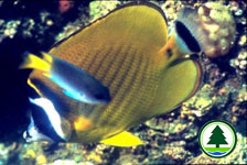 Hong Kong Butterfly Fish 