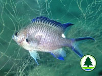 Pearl-spot Chromis Chromis notata