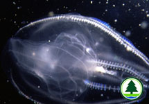 Comb Jellies 1