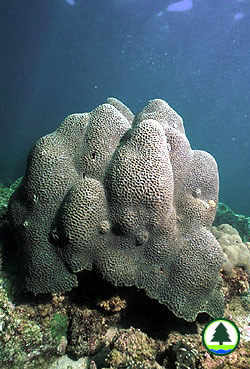 Coral Colonies found at Bluff Island