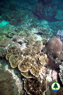 Coral Colonies at Bluff Island 