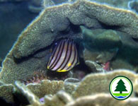 Eightband Butterfly Fish 