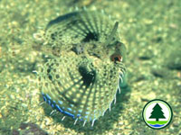 Oriental Flying Gurnard Dactyloptena orientalis 