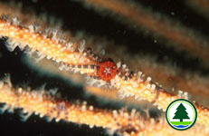 Brittle Star