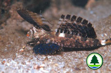 Fingered Dragonet Dactylopus dactylopus 