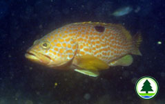 Hong Kong Grouper Epinephelus akaara 