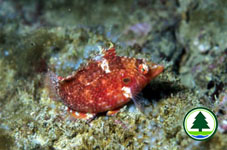 Cockerel Wrasse Pteragogus enneacanthus 